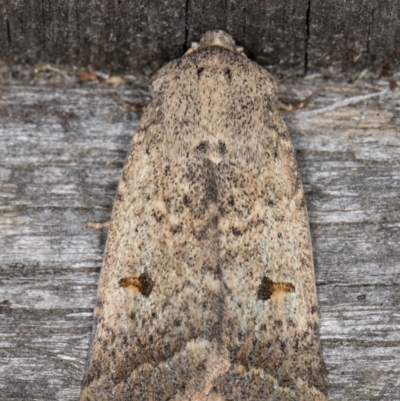 Proteuxoa tibiata (Horseshoe Noctuid) at Melba, ACT - 9 May 2022 by kasiaaus