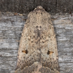 Proteuxoa tibiata (Variable Cutworm Moth) at Melba, ACT - 9 May 2022 by kasiaaus