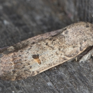 Proteuxoa tibiata at Melba, ACT - 9 May 2022 09:41 PM