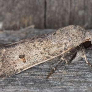 Proteuxoa tibiata at Melba, ACT - 9 May 2022