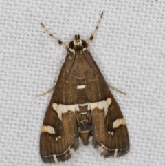 Spoladea recurvalis (Beet Webworm) at Melba, ACT - 9 May 2022 by kasiaaus