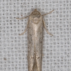 Ardozyga (genus) (TBC) at Melba, ACT - 9 May 2022 by kasiaaus