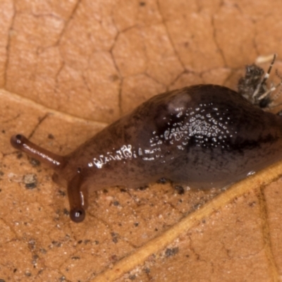 Cystopelta sp. (genus) (Unidentified Cystopelta Slug) at Melba, ACT - 9 May 2022 by kasiaaus