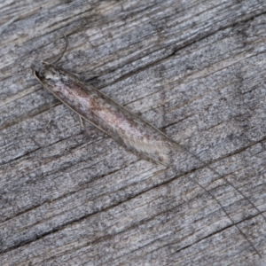 Ceromitia (genus) at Melba, ACT - 9 May 2022 09:48 PM