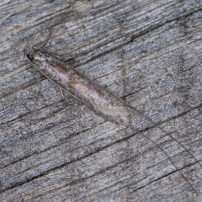 Ceromitia (genus) (A Fairy moth) at Melba, ACT - 9 May 2022 by kasiaaus