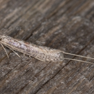 Ceromitia (genus) at Melba, ACT - 9 May 2022 09:48 PM