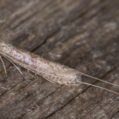 Ceromitia (genus) at Melba, ACT - 9 May 2022 09:48 PM