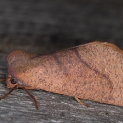 Fisera perplexata (Light-tan Crest-moth) at Melba, ACT - 9 May 2022 by kasiaaus
