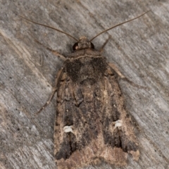 Proteuxoa microspila (Little Noctuid) at Melba, ACT - 10 May 2022 by kasiaaus