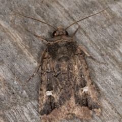 Proteuxoa (genus) (A Noctuid moth) at Melba, ACT - 9 May 2022 by kasiaaus
