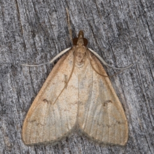 Metasia pharisalis at Melba, ACT - 10 May 2022 12:35 AM