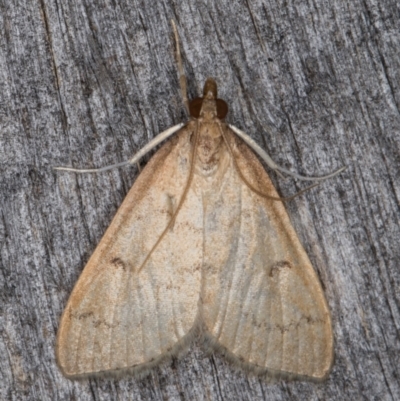 Metasia pharisalis (A Crambid moth) at Melba, ACT - 10 May 2022 by kasiaaus