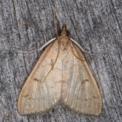 Metasia pharisalis (A Crambid moth) at Melba, ACT - 9 May 2022 by kasiaaus