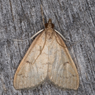Metasia pharisalis (A Crambid moth) at Melba, ACT - 9 May 2022 by kasiaaus
