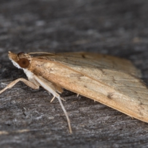 Metasia pharisalis at Melba, ACT - 10 May 2022 12:35 AM