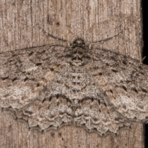 Ectropis fractaria at Melba, ACT - 10 May 2022