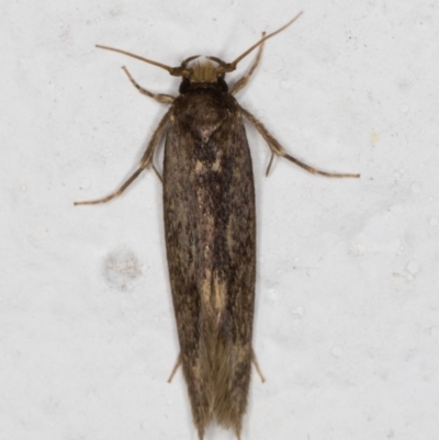 Opogona omoscopa (Detritus Moth) at Melba, ACT - 10 May 2022 by kasiaaus