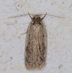 Unidentified Concealer moth (Oecophoridae) (TBC) at Melba, ACT - 10 May 2022 by kasiaaus