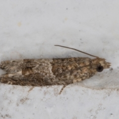 Crocidosema plebejana (Cotton Tipworm Moth) at Melba, ACT - 11 May 2022 by kasiaaus