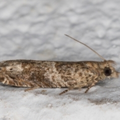 Crocidosema plebejana at Melba, ACT - 11 May 2022 12:18 AM