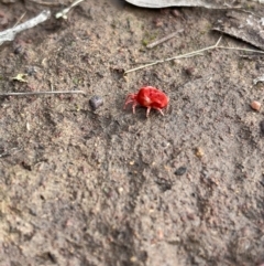 Trombidiidae (family) (Red velvet mite) at Mount Majura - 13 May 2022 by Boagshoags