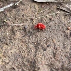 Trombidiidae (family) (Red velvet mite) at Hackett, ACT - 13 May 2022 by Boagshoags