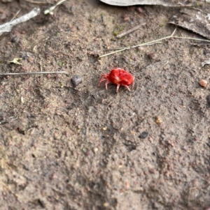 Trombidiidae (family) at Hackett, ACT - 13 May 2022 04:27 PM