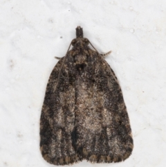 Unidentified Tortricid moth (Tortricidae) (TBC) at Melba, ACT - 10 May 2022 by kasiaaus