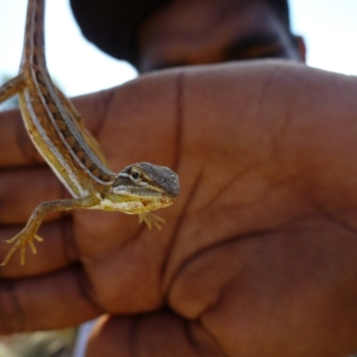 Diporiphora winneckei (Canegrass Dragon) at Angas Downs IPA - 20 Mar 2012 by jksmits