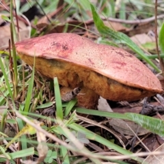 zz bolete at Flea Bog Flat, Bruce - 13 May 2022 by trevorpreston