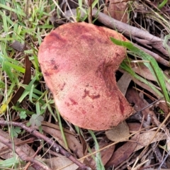 zz bolete at Bruce, ACT - 13 May 2022