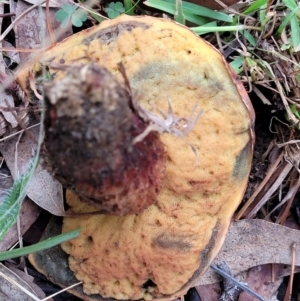 zz bolete at Bruce, ACT - 13 May 2022 03:26 PM