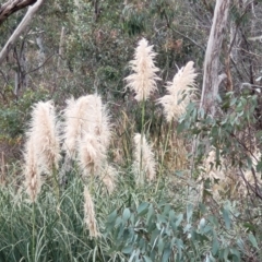 Cortaderia selloana (Pampas Grass) at Flea Bog Flat, Bruce - 13 May 2022 by trevorpreston