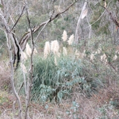 Cortaderia selloana at Bruce, ACT - 13 May 2022