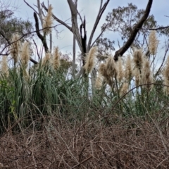 Cortaderia selloana at Bruce, ACT - 13 May 2022