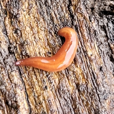 Anzoplana trilineata (A Flatworm) at Bruce, ACT - 13 May 2022 by trevorpreston
