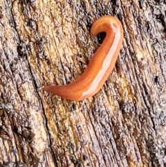 Anzoplana trilineata at Bruce, ACT - 13 May 2022