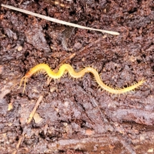 Geophilomorpha sp. (order) at Bruce, ACT - 13 May 2022