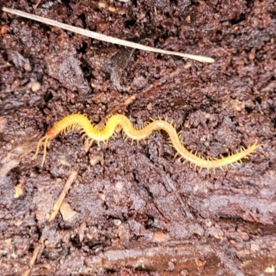 Geophilomorpha sp. (order) (Earth or soil centipede) at Bruce, ACT - 13 May 2022 by trevorpreston