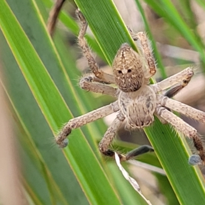 Neosparassus diana at Bruce Ridge to Gossan Hill - 13 May 2022 by trevorpreston