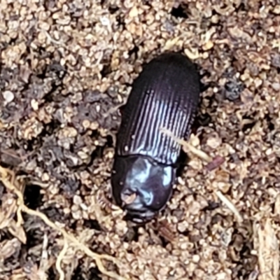 Uloma (Uloma) sanguinipes (Darkling beetle) at Bruce, ACT - 13 May 2022 by trevorpreston