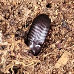 Uloma (Uloma) sanguinipes at Bruce, ACT - 13 May 2022