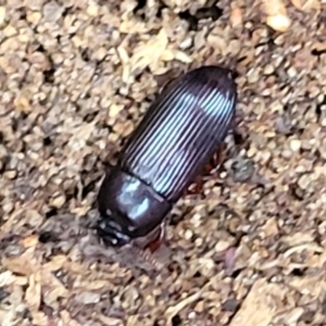 Uloma (Uloma) sanguinipes at Bruce, ACT - 13 May 2022