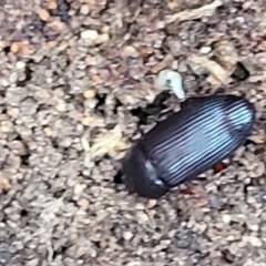 Uloma (Uloma) sanguinipes at Bruce, ACT - 13 May 2022