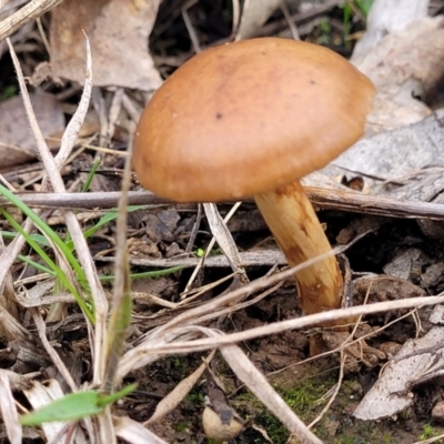 Cortinarius sp. (Cortinarius) at Bruce Ridge to Gossan Hill - 13 May 2022 by trevorpreston