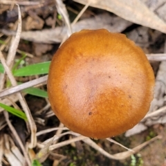 Cortinarius sp. at Bruce, ACT - 13 May 2022