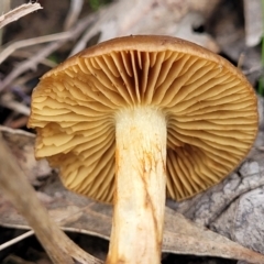 Cortinarius sp. at Bruce, ACT - 13 May 2022