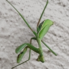 Pseudomantis albofimbriata (False garden mantis) at Holt, ACT - 13 May 2022 by trevorpreston