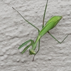 Pseudomantis albofimbriata at suppressed - 13 May 2022