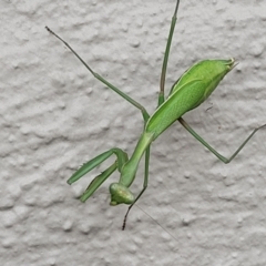 Pseudomantis albofimbriata at Holt, ACT - 13 May 2022